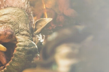 Monster Hunter Wilds Lala Barina指南：如何击败花敌人